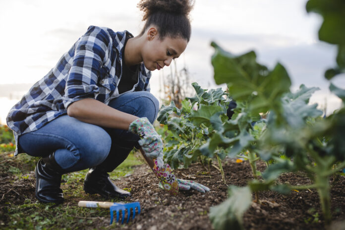 African American woman picking lettuce in the garden