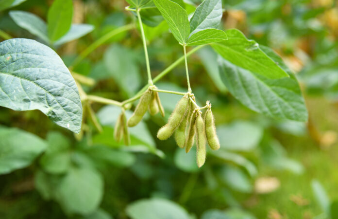 Green soybean on the tree - Young soybean seeds on the plant growing in the agriculture