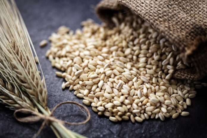Wheat Berries on Black Background.