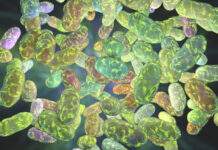 The World Inside Your Mouth oral microbiome