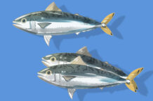 Spanish Mackerel With Lemon-Basil Sauce