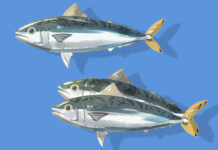 Spanish Mackerel With Lemon-Basil Sauce