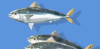 Spanish Mackerel With Lemon-Basil Sauce