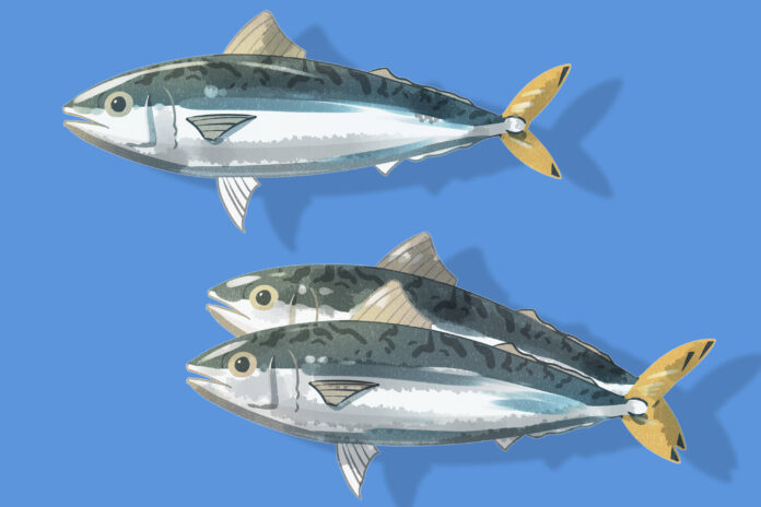 Spanish Mackerel With Lemon-Basil Sauce