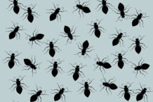 common household pests