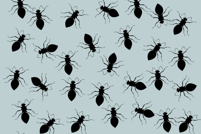 common household pests