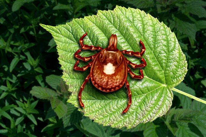 tick bite meat allergy