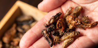insect-based foods