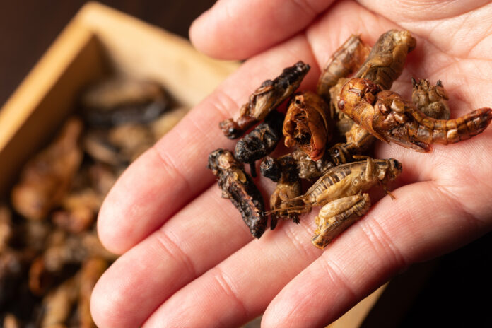 insect-based foods